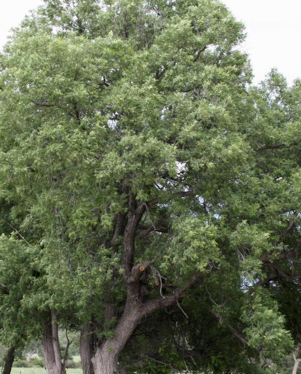 1 year bare root black walnut 12-18+ inches